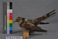 布穀鳥藏品圖，第9張